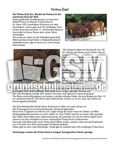 Poitou-Esel-Steckbrief.pdf